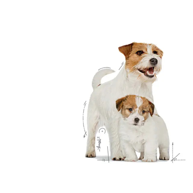 Due cuccioli con scritta “Mousse ultra soffice” e lattina in secondo piano Due cuccioli con scritta “Mousse ultra soffice” e lattina in secondo piano